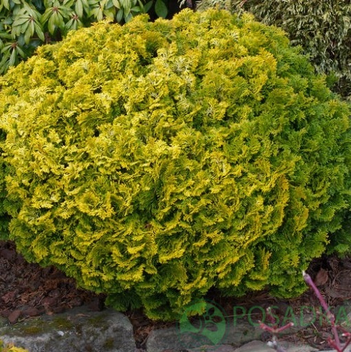 картинка Кипарисовик туполистный Yellow Tip 
