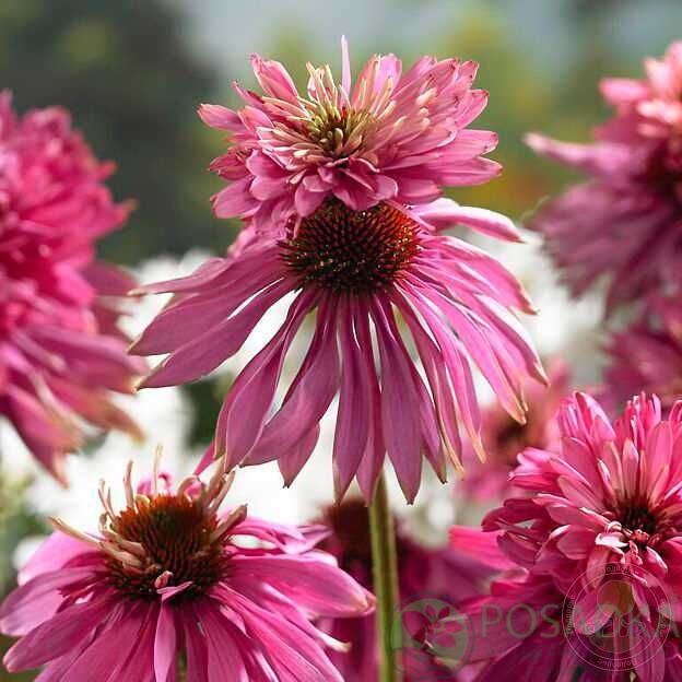 картинка Эхинацея Double-Decker 
