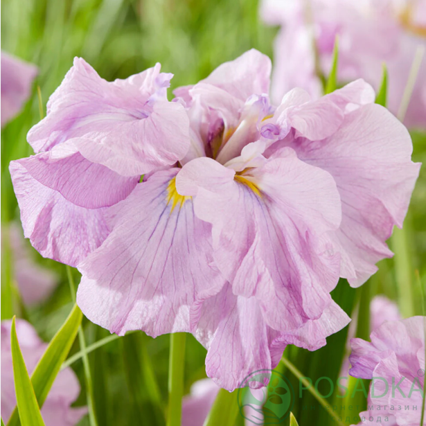 картинка Ирис мечевидный Dinner Plate Tub Tim Grob 