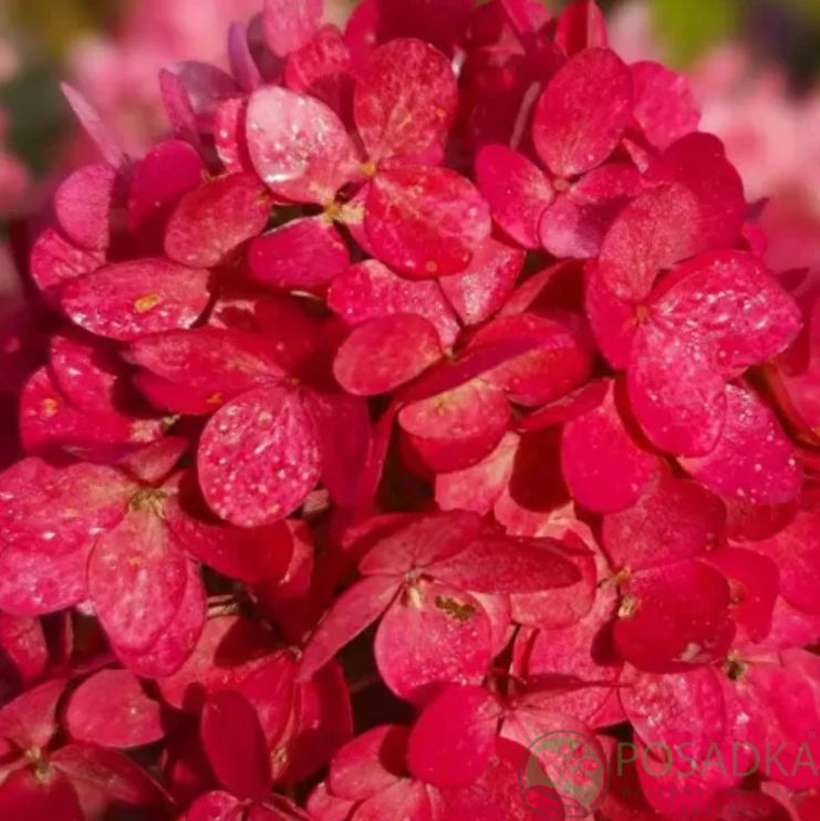 картинка Гортензия метельчатая Magical Mount Fuji 