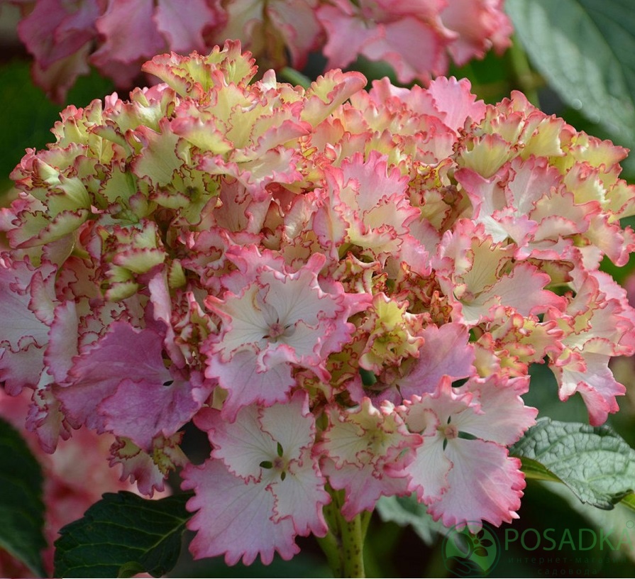 картинка Гортензия крупнолистная So Long Sunny 