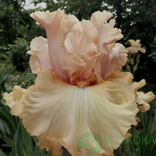 картинка Ирис бородатый Цветок Цисик 