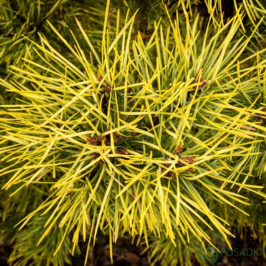 картинка Сосна обыкновенная Aurea С2 