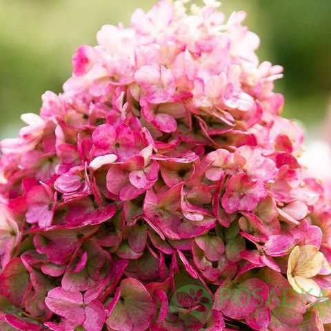 картинка Гортензия метельчатая Living Pinky Promise 