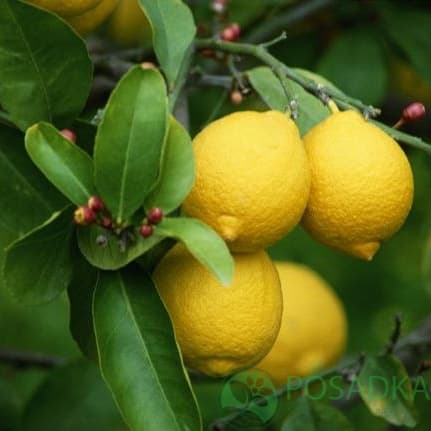 Сорт лимона павловский фото и характеристики