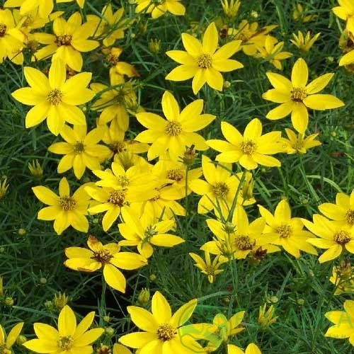 картинка Кореопсис мутовчатый "Загреб" 