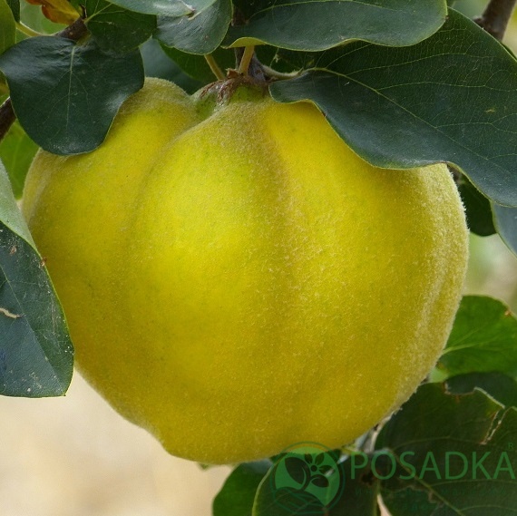 картинка Айва яблоковидная Крымская Ароматная 