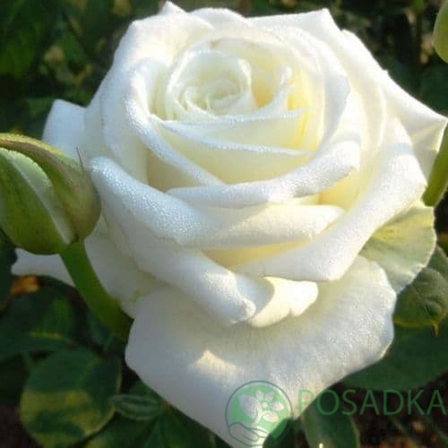 картинка Роза чайно-гибридная Маруся 