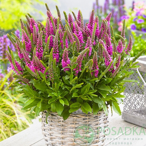 картинка Вероника Bubblegum Candles картинка Вероника Bubblegum Candles