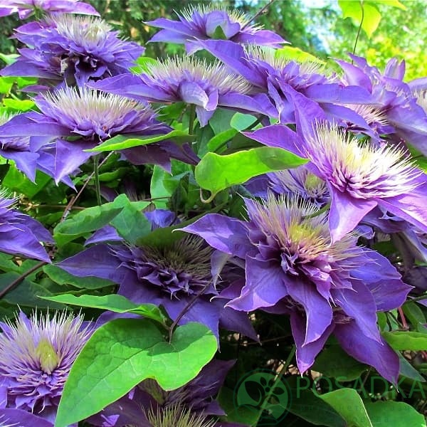 картинка Клематис Multi Blue (Мульти Блю) 