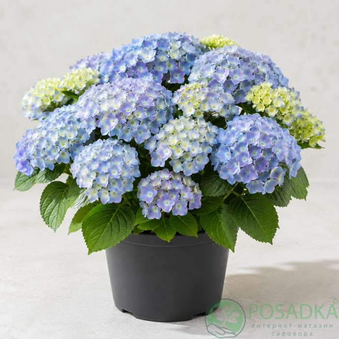 картинка Гортензия крупнолистная Forever&Ever® Hortbux 