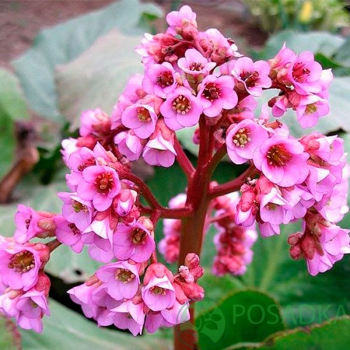 картинка Бадан сердцелистный (бергения) Rotblum 