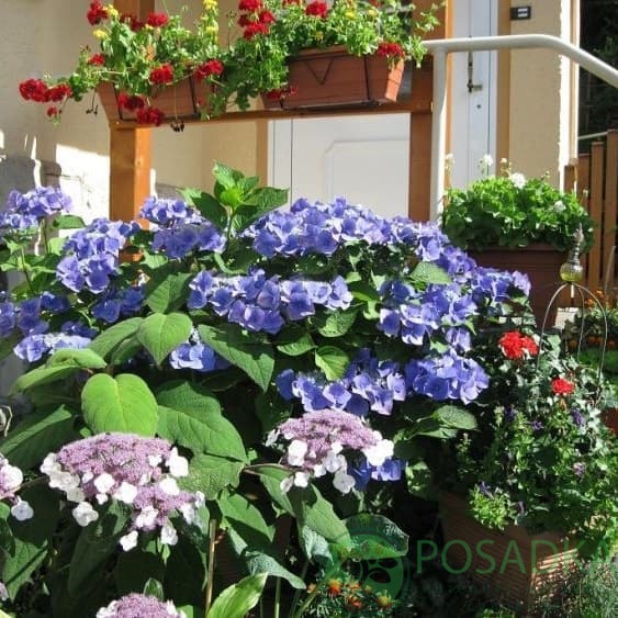 картинка Гортензия крупнолистная Blaumeise (Блаумайс) 