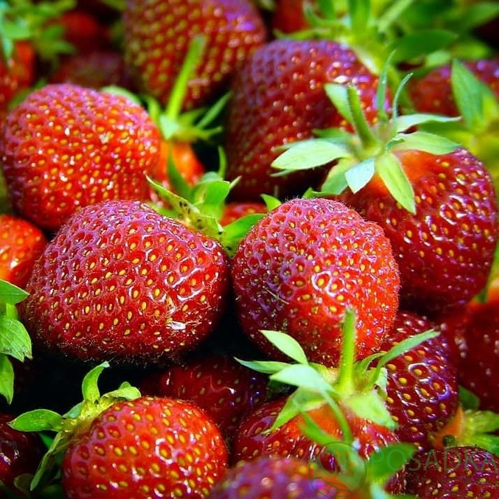 картинка Клубника Чёрный принц  картинка Клубника Чёрный принц