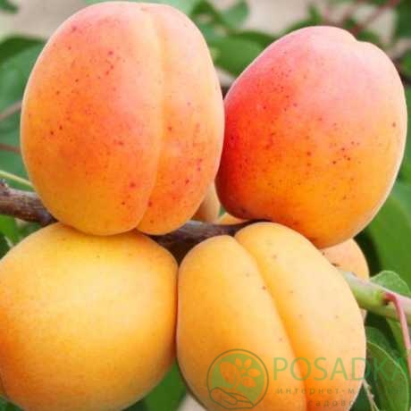 картинка Абрикос Петропавловский 