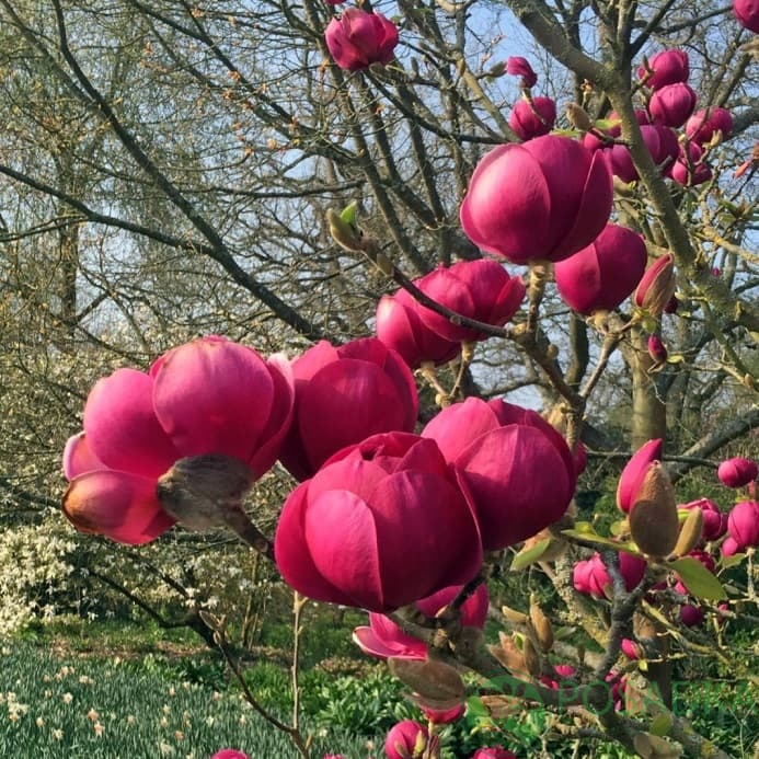 картинка Магнолия Чёрный тюльпан (Black Tulip) 