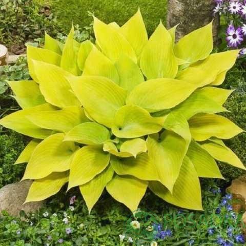 картинка Хоста Sunny Halcyon  картинка Хоста Sunny Halcyon