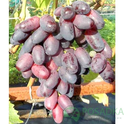 картинка Виноград Потомок Ризамата 