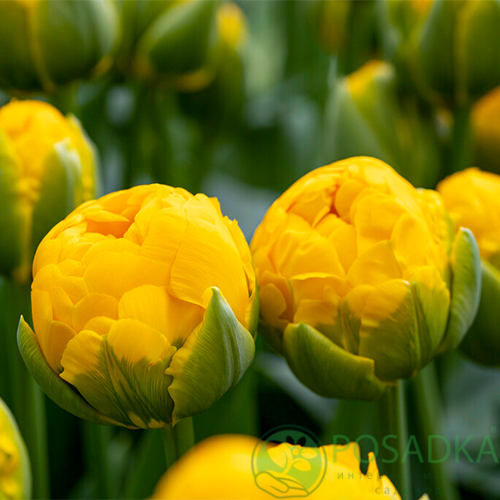 картинка Тюльпан Vulcan D'or 