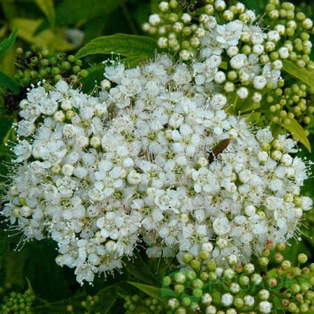 картинка Спирея японская Альбифлора 