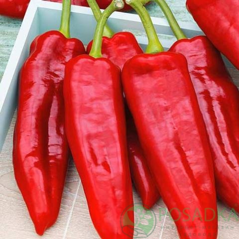 картинка Семена Перец сладкий Козий рог 0.2 г, Seedera 