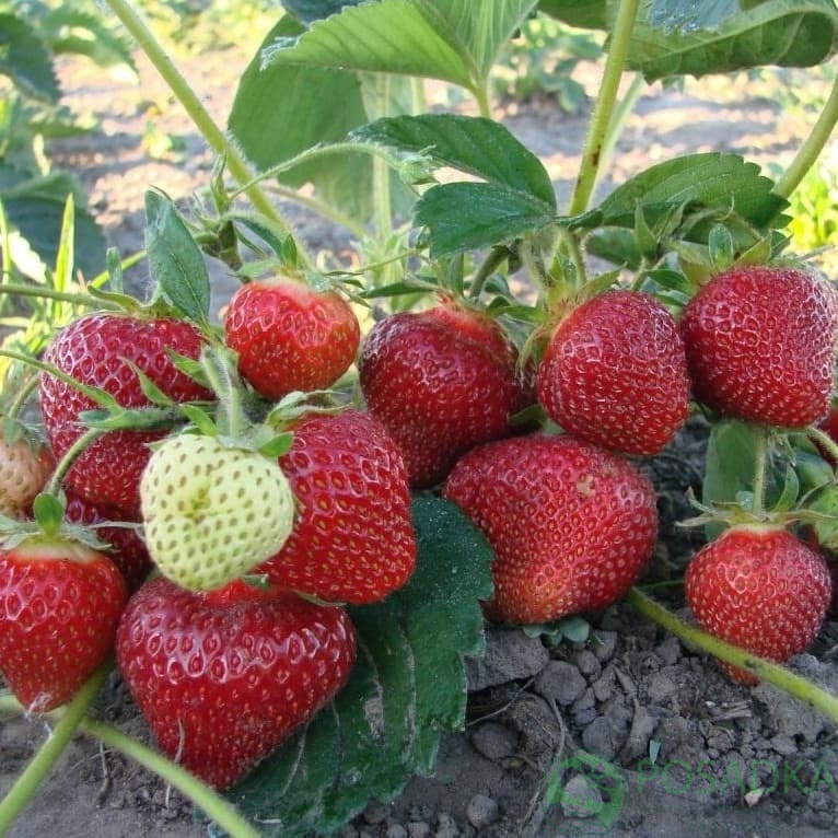 картинка Клубника Чудо мира (кассета) 