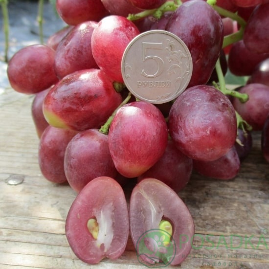 картинка Виноград Ромина (контейнер) 