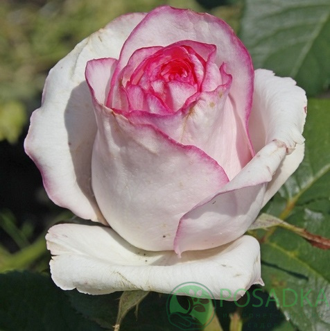 картинка Роза чайно-гибридная Белла Вита 