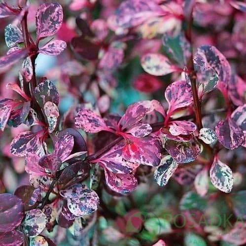 картинка Барбарис Тунберга Flamingo 