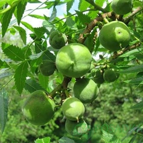 картинка Ксантоцерас (Чекалкин орех) 