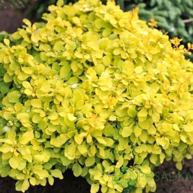 картинка Барбарис Тунберга Evita 