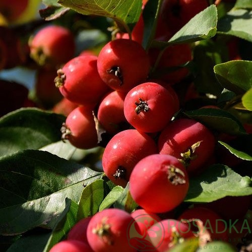 картинка Райская яблоня Дук Пинсу  картинка Райская яблоня Дук Пинсу