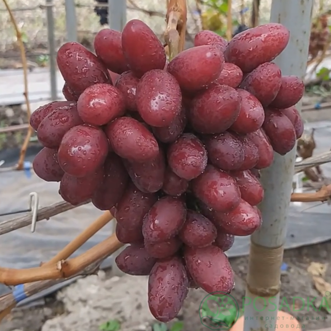 картинка Виноград Квазар 