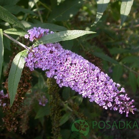 картинка Буддлея Давида Wisteria Lane 