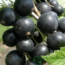 картинка Смородина чёрная Гулливер 