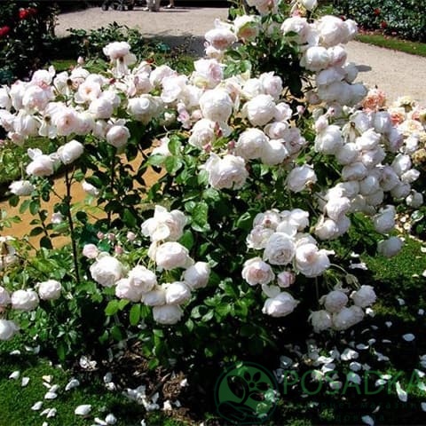 картинка Роза Флорибунда Сноуфлейк 