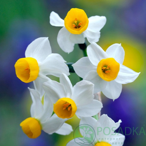 картинка Нарцисс Canaliculatus 