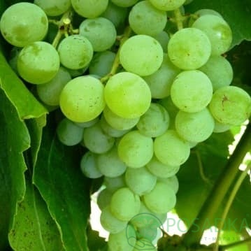 картинка Виноград Кишмиш Химрод 