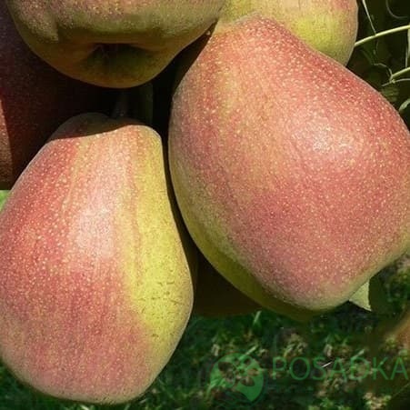 картинка Груша Изюминка Крыма 