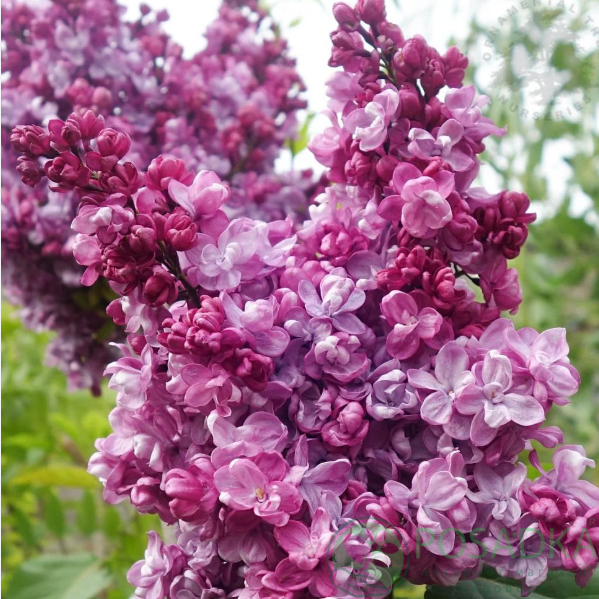 картинка Сирень Prince Wolkonsky 