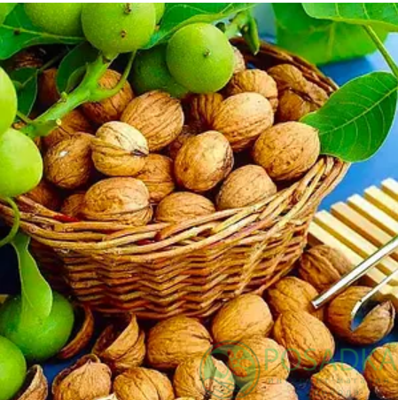 картинка Грецкий орех Буковинский 1 