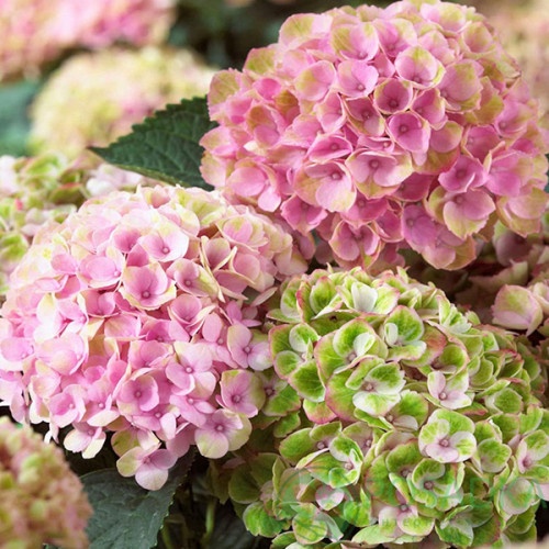 картинка Гортензия крупнолистная Magical Revolution 