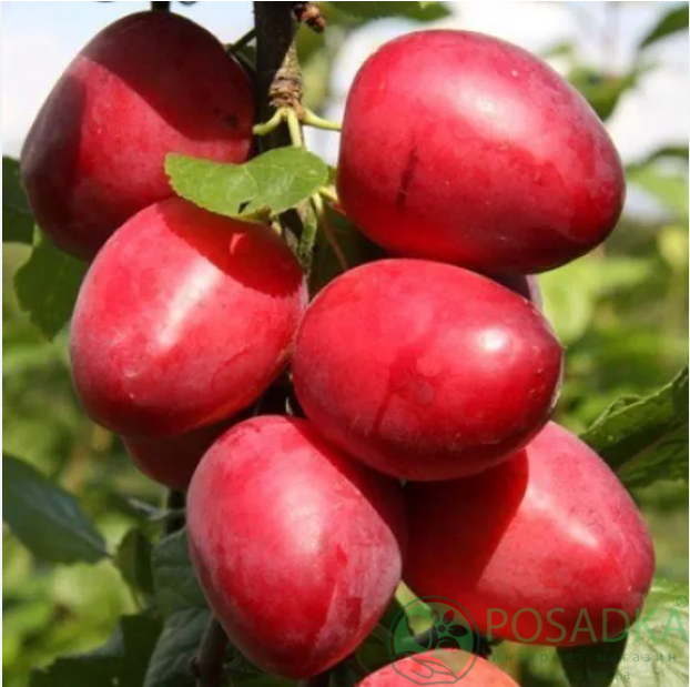 картинка Слива колоновидная Рубин 