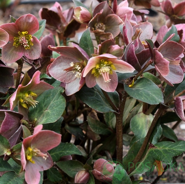 картинка Морозник Ballard hybrids 