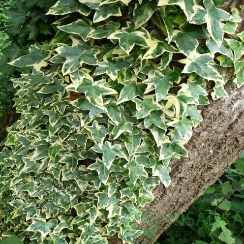 картинка Плющ хедера вариегантный (hedera helix variegata) 