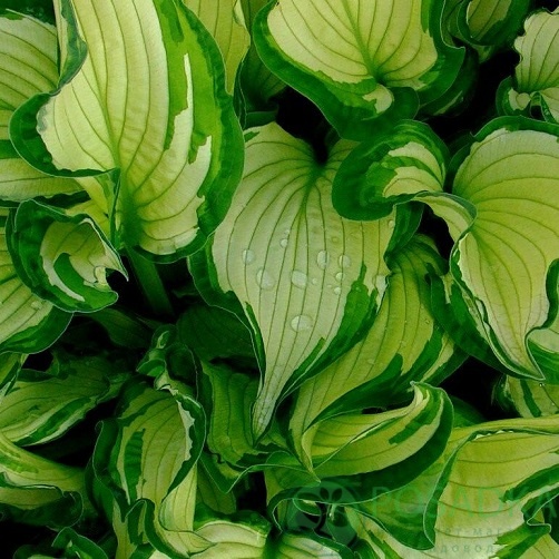 картинка Хоста Fortunei Albopicta 