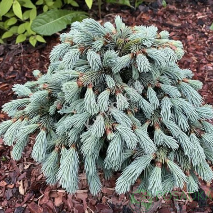 картинка Ель engelmannii 'Cineiga' 