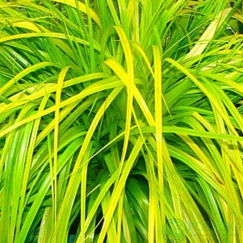 картинка Осока охименская Everillo 