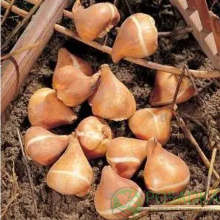 картинка Тюльпан Double Sugar 