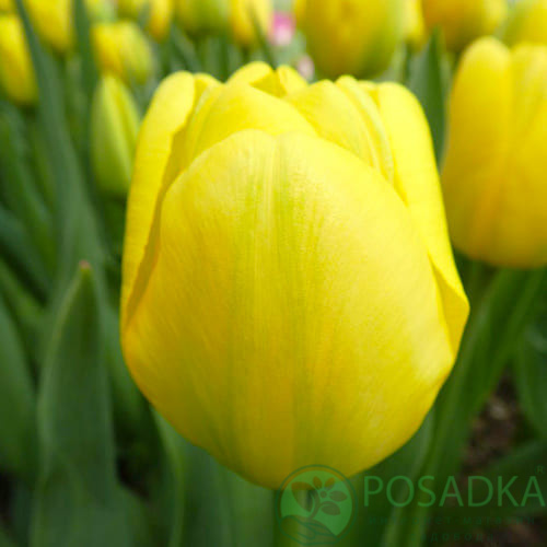 картинка Тюльпан Yellow Angel (3 шт) р9 картинка Тюльпан Yellow Angel (3 шт) р9